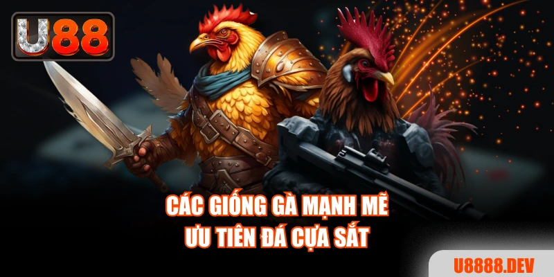 Các giống gà mạnh mẽ ưu tiên đá cựa sắt